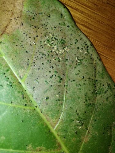 Heliothrips haemorrhoidalis